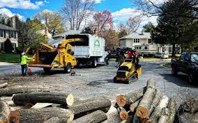 How Our Tree Care Process Works  in  Calexico, CA