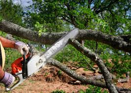 Professional Tree Care in Calexico, CA